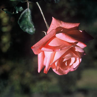 kel belle fleur